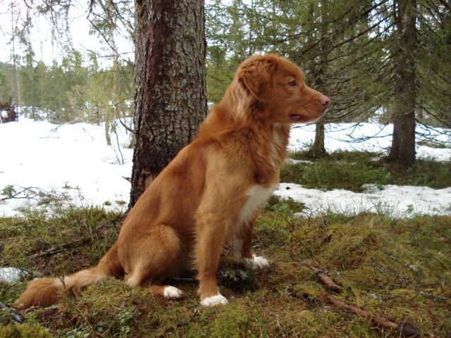 Emil i skogen